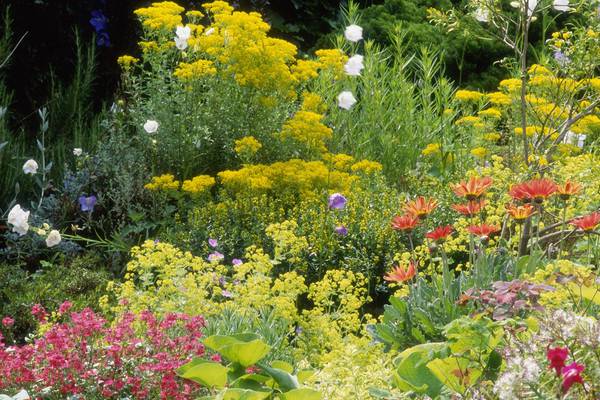 Time to plant perennials – but choose flowers that get along