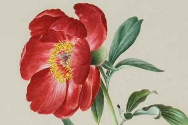 Lydia Shackleton botanical paintings illustrate blossoming for women