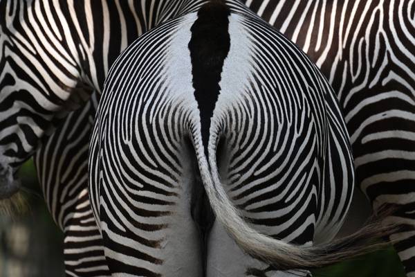 Dublin Zoo says claims raised by TD about shooting of zebra ‘completely false’