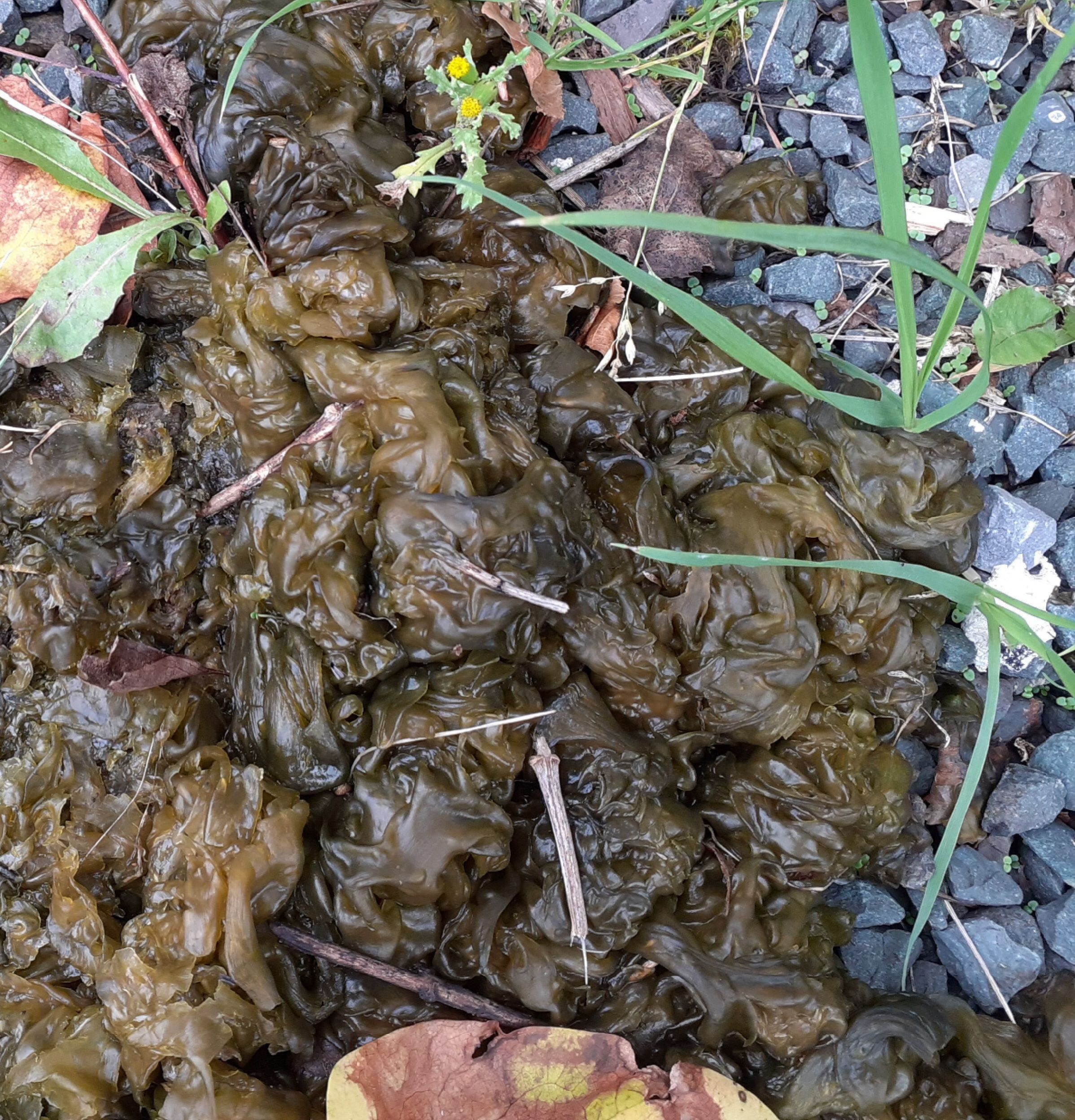 Eye on Nature: A striking fungus, algae and coral that goes by