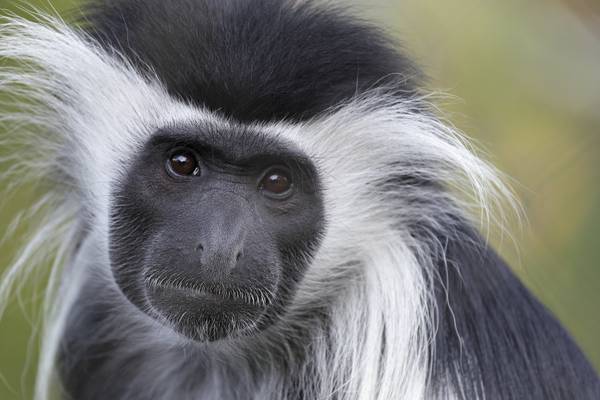 Escaped monkey who spent night in public toilet returns to Fota Wildlife Park