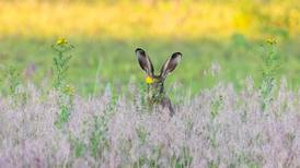 Anti-blood sport campaigners criticise finding that hares do not experience greater risk of death after coursing