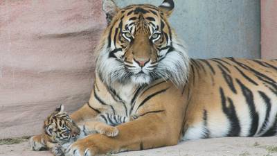 Profits at Fota Wildlife Park roar ahead as visitor numbers rise