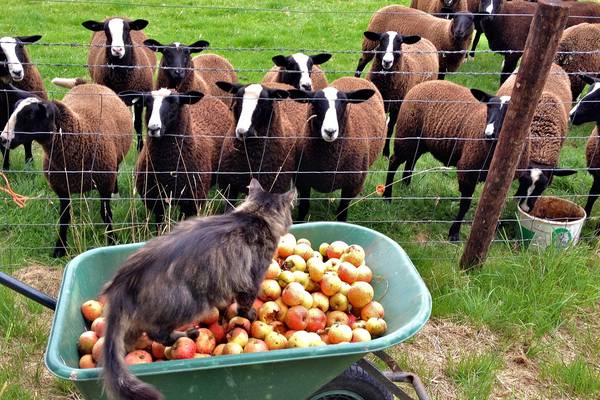 Animal magnetism: The Kilkenny farm taking social media by storm