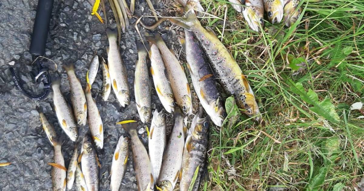 Uisce Éireann criticised by Eamon Ryan for ‘avoidable’ chemical spill that caused Cork fish kill