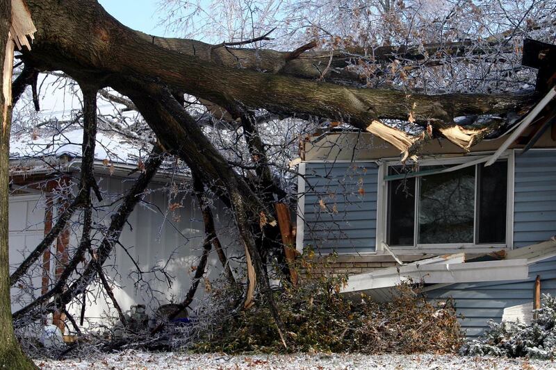 An Axa to grind: most parents dealing with a tree in their livingroom would tell their little darlings that they can’t think about the birds right now. Photograph: E+/Getty