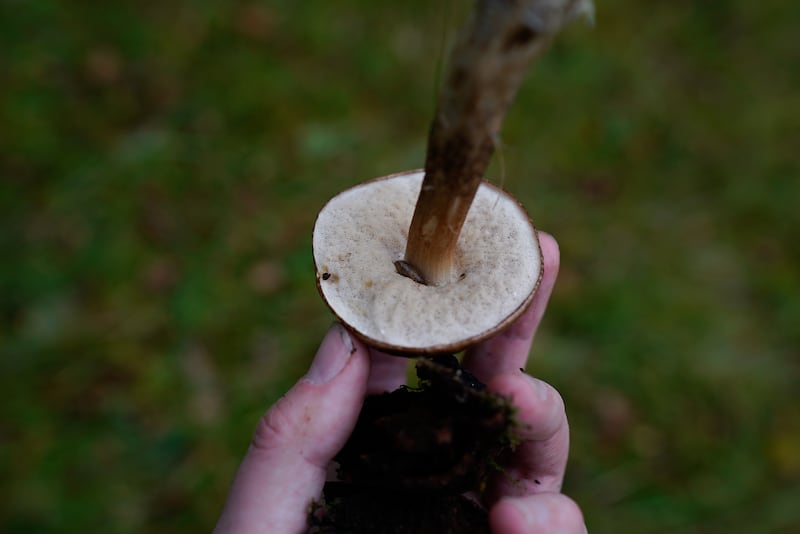 Mushroom hunting is not something that can be carried out briskly