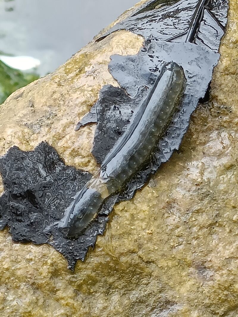 Eggs of the great pond snail. Photograph supplied by Brian McGee