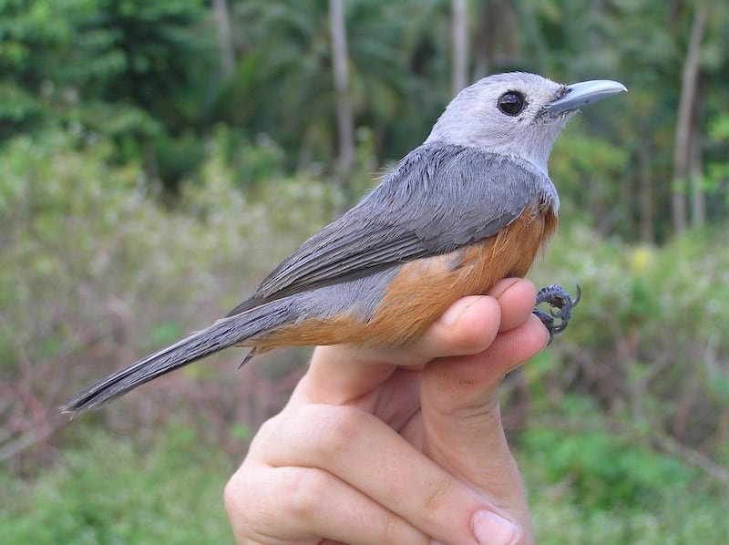 An Island Monarch. Photograph: Fionn Ó Marcaigh