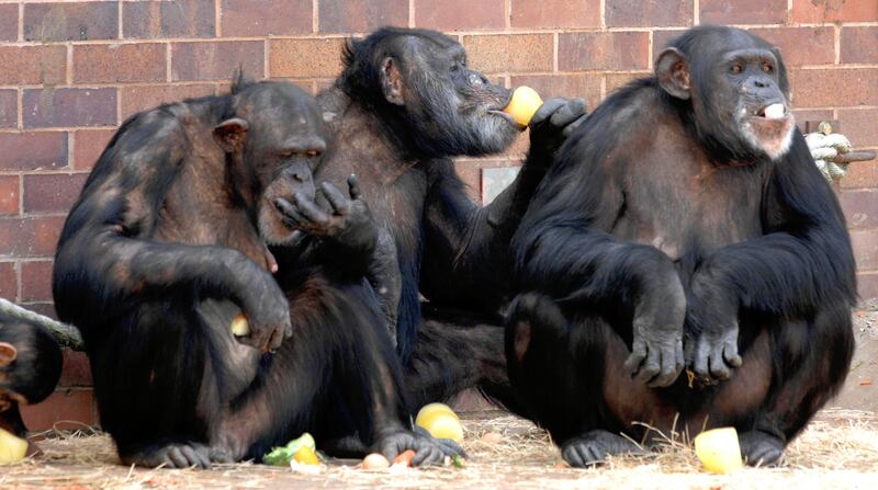 Chimpanzees trained in sign language can sometimes sign in their sleep, suggesting communication is fundamental to them. Photograph: Peter Byrne/PA Wire