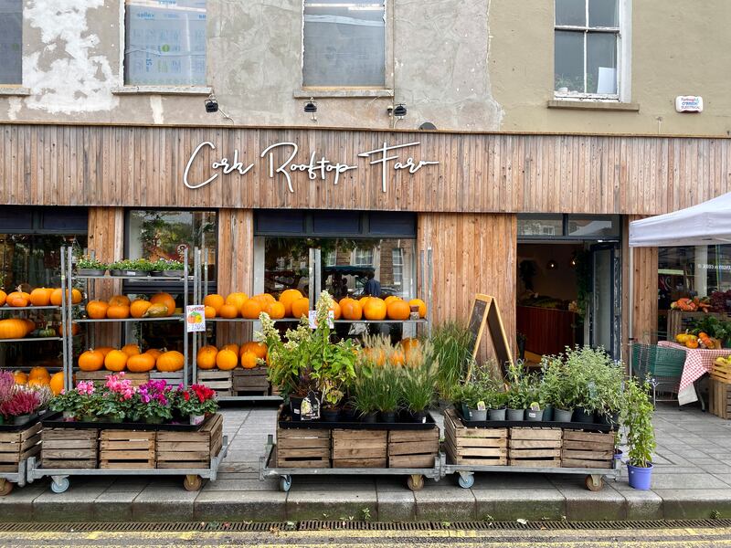 Brian McCarthy started Cork Rooftop Farm on the flat roof of a larch-clad building. Photograph: Corinna Hardgrave