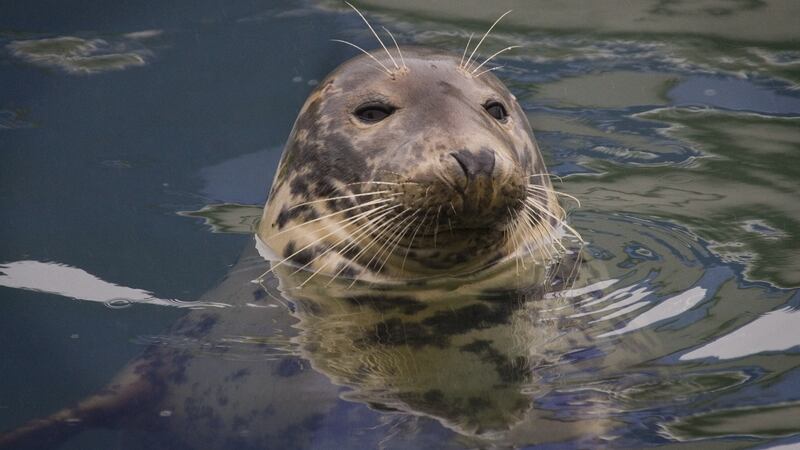 This grey seal is one of several “tame” animals that hang around the harbour of Kilmore Quay, scavenging fish scraps from anglers and trawler crew.