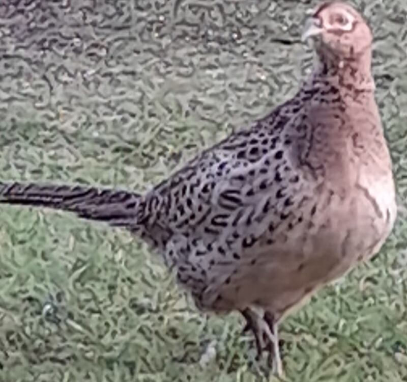 Hen pheasant