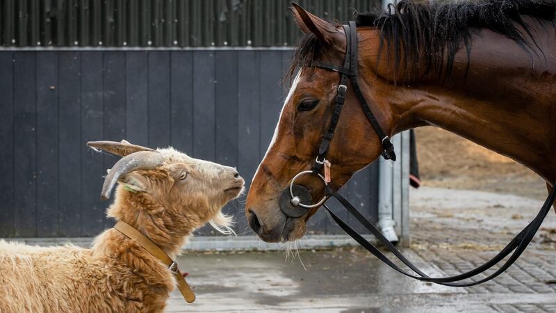 The yard’s resident goat with Gaby’s Cross at Henry De Bromhead’s headquarters in Waterford in advance of the Punchestown Festival. Photograph: Morgan Treacy/Inpho