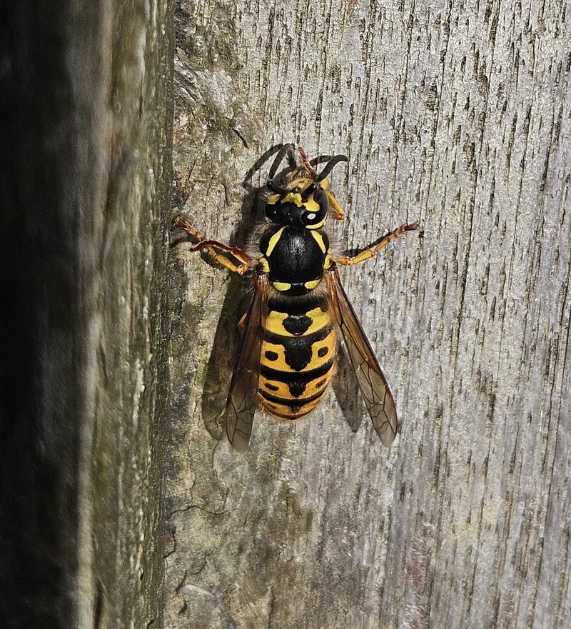 German wasp queen. Photograph supplied by Jason Cross