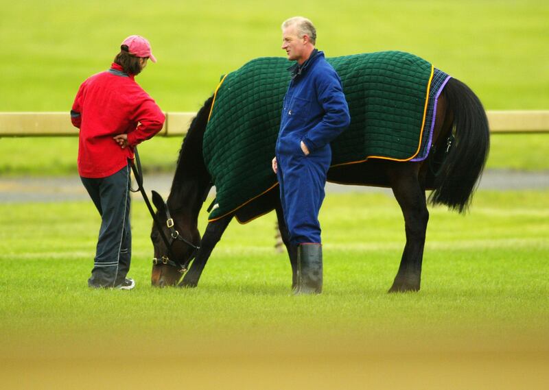 Holy Orders has a nibble after a light walk with trainer Willie Mullins ahead of the Melbourne Cup. Photograph: Mark Dadswell/Getty Images