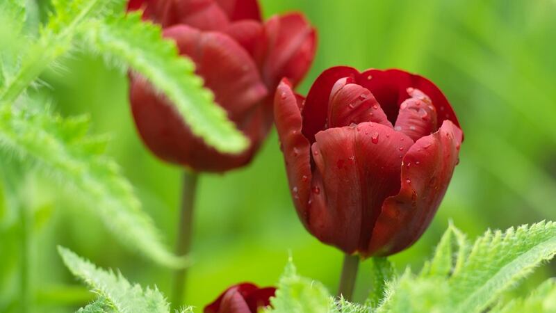 Tulips growing in an Irish garden. Photo:  Richard Johnston