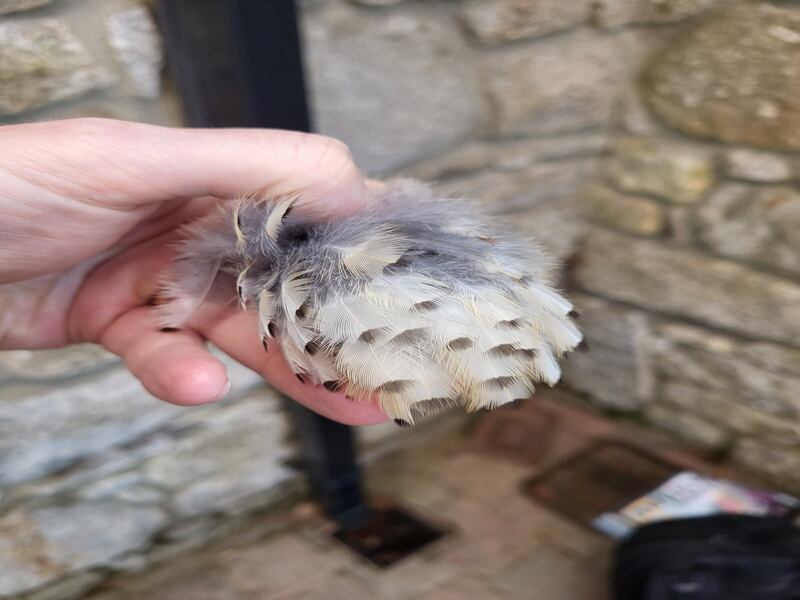 Breast feathers of a mistle thrush. Photograph supplied by Paul Kearney