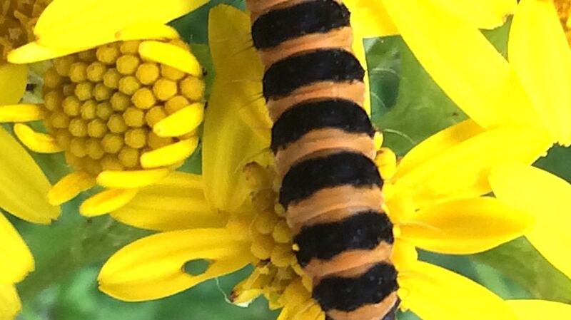 The caterpillar of the cinnabar moth feeding on ragwort