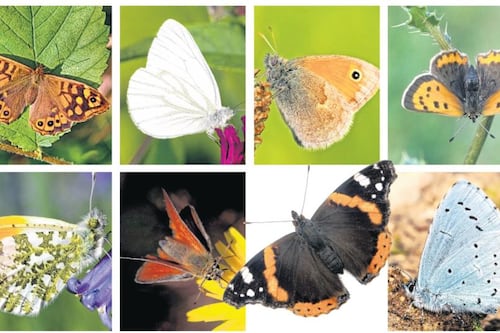 The butterfly effect: summer  is a spotter’s paradise