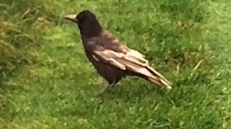 A leucistic (partially albino) rook