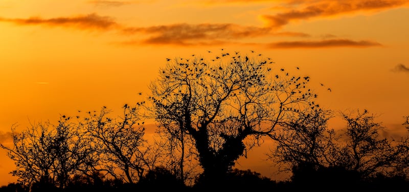 Sunset at Dysart on Lough Ennell, Co Westmeath. Photograph: James Crombie/Inpho