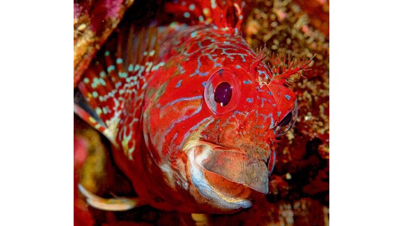 A tompot blenny. photographs: ivan donoghue/ciarán ó'murchú/martin kiely/damien mcguirk