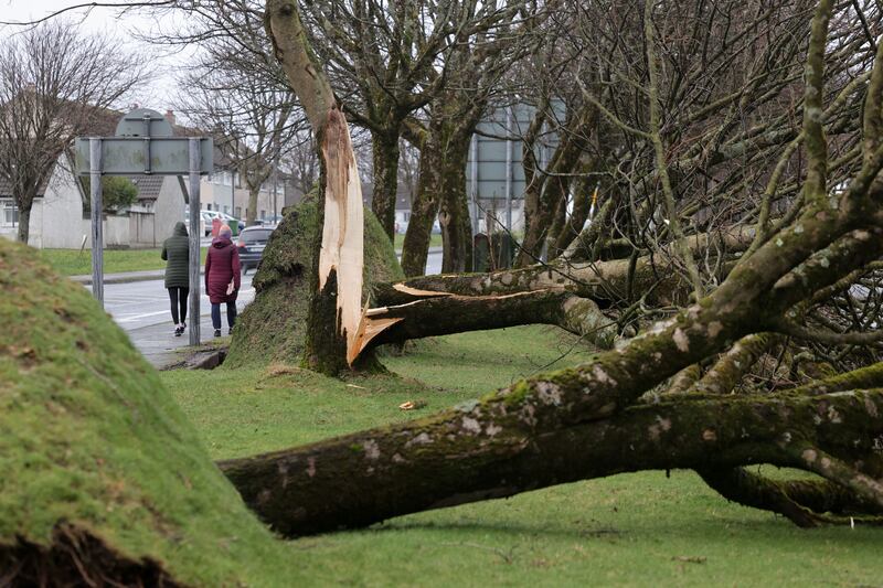 Fallen trees in Galway city after Storm Éowyn.
Photograph: Alan Betson