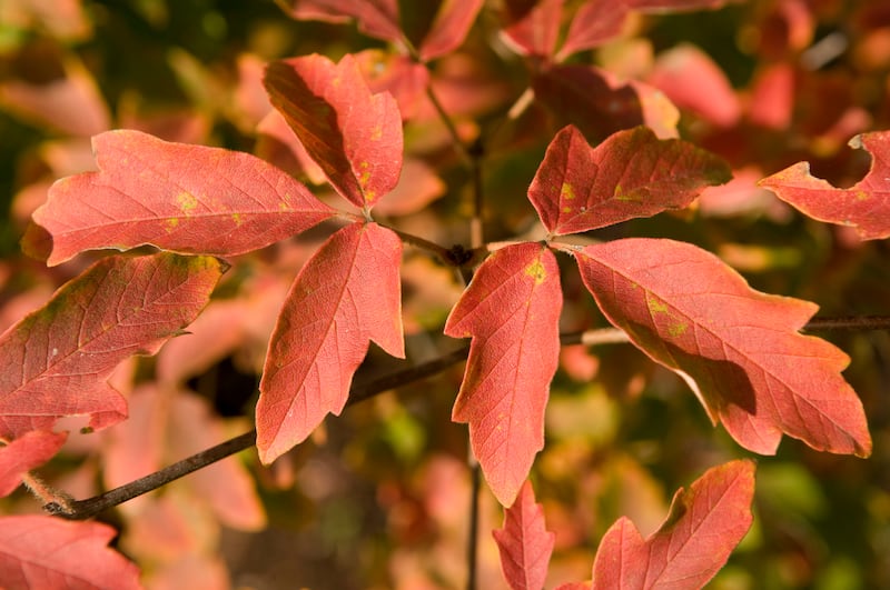 Paperbark maple (Acer griseum). Photograph: Getty