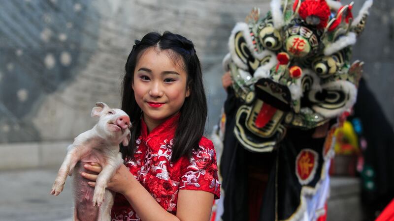 Connie Xintong Dai (11) with a piglet at the launch of the programme for the Dublin Chinese New Year Festival. Photograph: Gareth Chaney/Collins