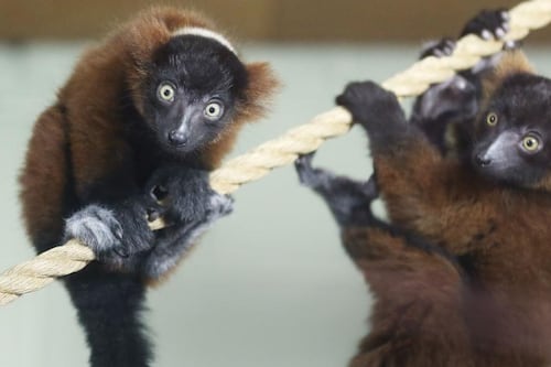 Dublin Zoo welcomes three new baby lemurs
