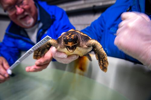 Six-inch loggerhead turtle from Florida discovered alive in Mayo 