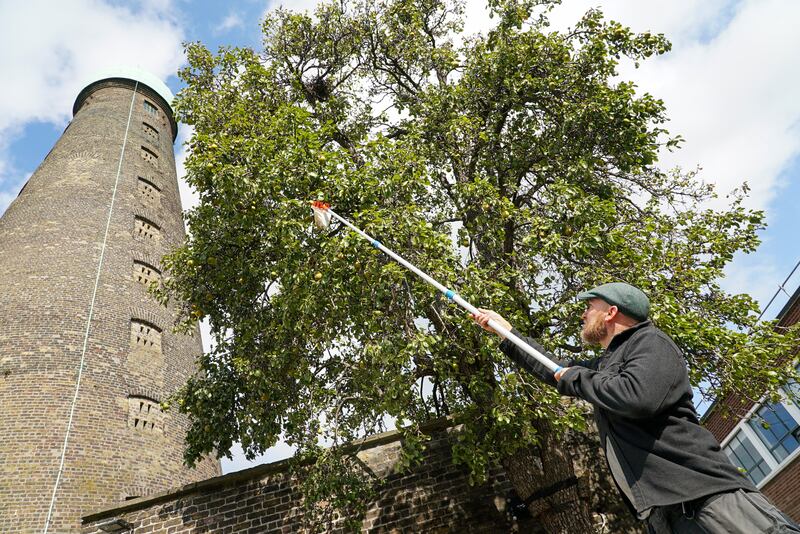 Gareth Kennedy, a lecturer in NCAD, picks fruit from one of the oldest pear trees in Ireland. Photograph: Enda O'Dowd