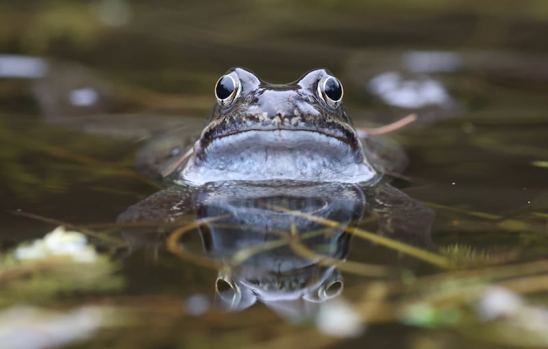 The mild January may have encouraged the early appearance of these mating frogs (Rana temporaria) in South County Dublin, of the three species of amphibian’s found in Ireland the common frog is by far the most familiar. Photograph: Nick Bradshaw / The Irish Times