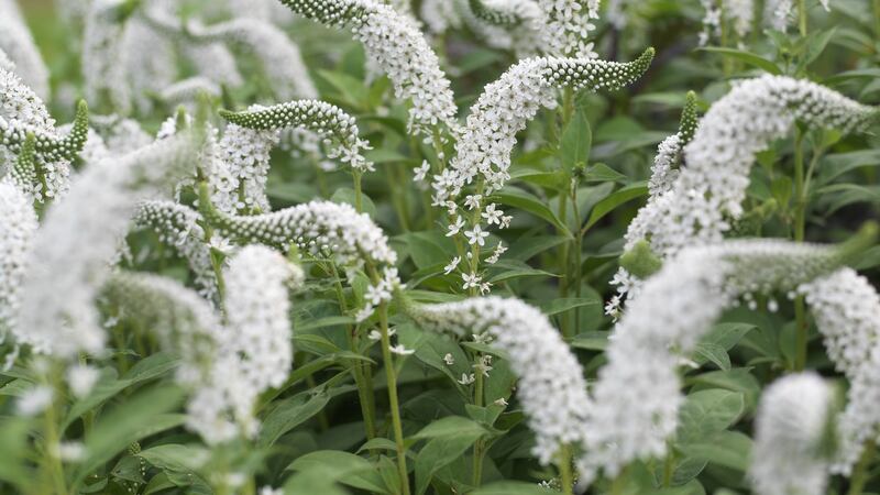 Lysimachia clethroides.  Photograph: Richard Johnston