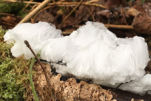 What causes hoar frost? Readers’ nature queries and observations