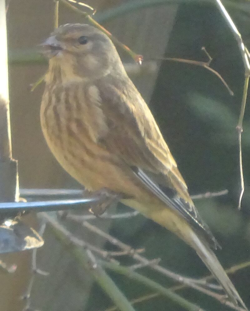 Female linnet. Photograph supplied by George Nohilly