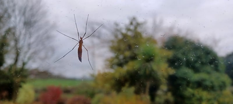 Cranefly. Photograph supplied by Daniel Ryan