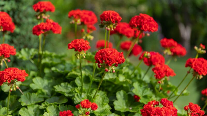 Pelargonium plants should be taken inside to protect from frost.  Photograph: iStock