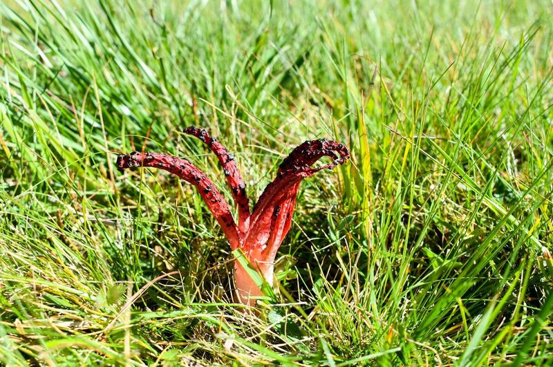 Dara McAnulty: ‘I honestly think fungi have the coolest names in the natural world.’ Photograph: iStock