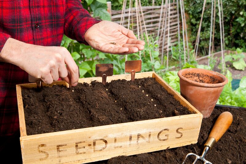 A seedling tray outside in vegetable garden.