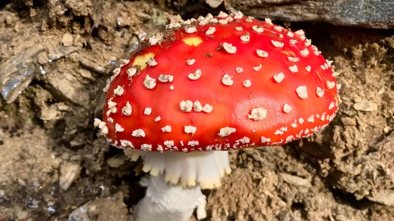 Fly agaric mushroom found by Catherine McCarthy in the Wicklow Mountains