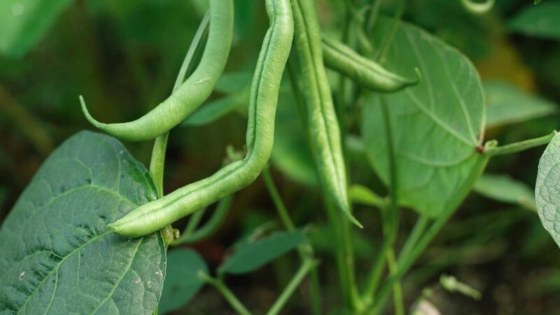 French beans growing in an Irish garden. Photograph: Richard Johnston