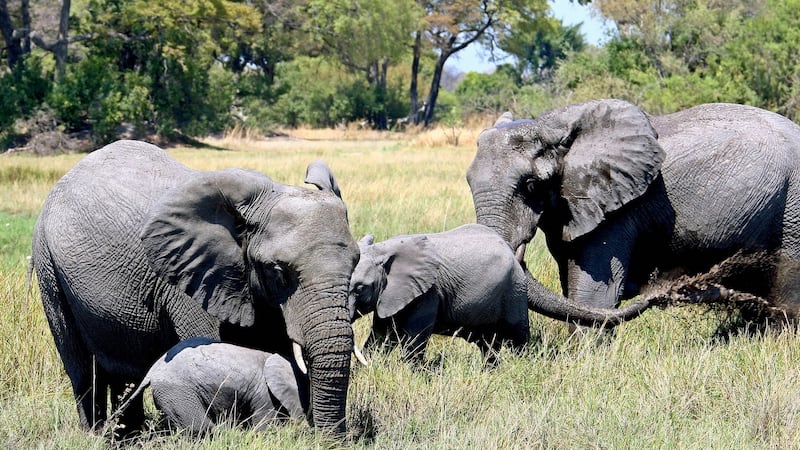 Elephants in the Okavango Delta in Botswana. Photograph: Gernot Hensel/EPA