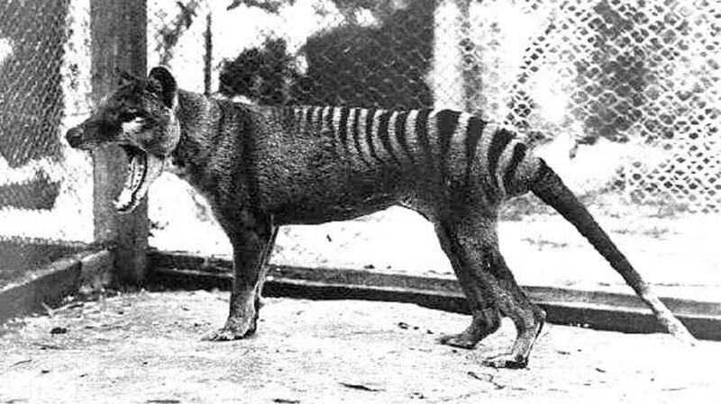 This Tasmanian tiger was the last one to be captured and died in the old Hobart Zoo, now closed, on September 7th, 1936. Photograph: John Carnemolla/Corbis via Getty Images