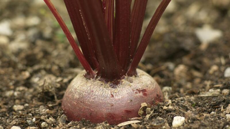 If you have a polytunnel, now is the time to start sowing seed for autumn and overwintering crops of vegetables such as beetroot. Photograph: Richard Johnston