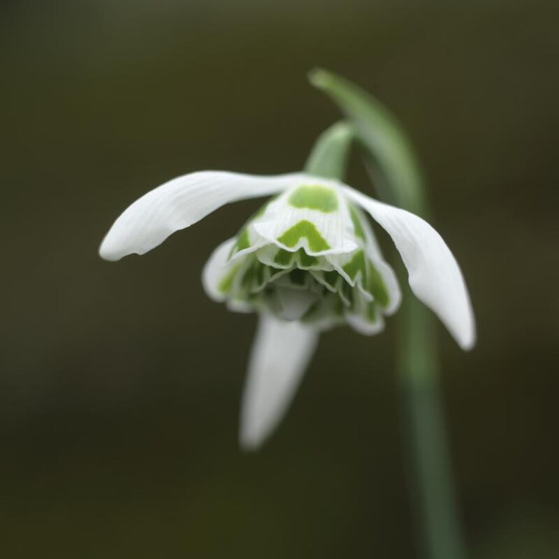 Galanthus ‘St Pancras’ at Bellefield gardens, in Co Offaly. Photograph: Richard Johnston