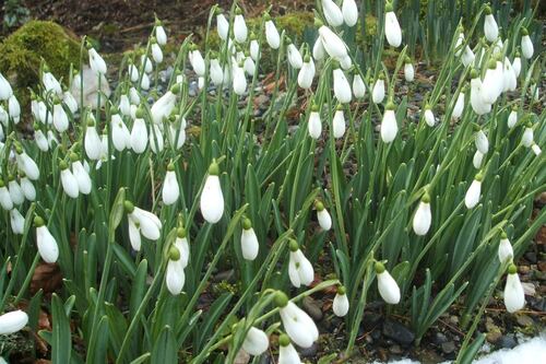 Snowdrop Festival: Altamont Gardens in full bloom