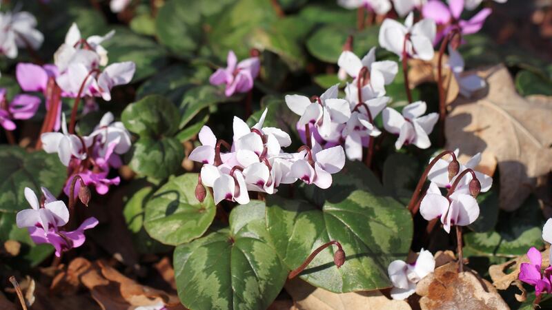 Hardy spring flowering cyclamen.  Photograph: iStock