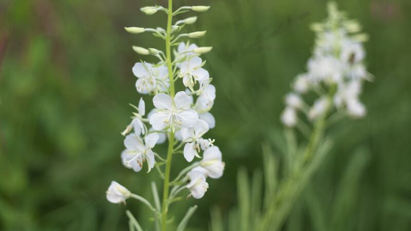 The white flowered form of rosebay willowherb makes a great plant for the late summer/autumn border.  Photograph:  Richard Johnston